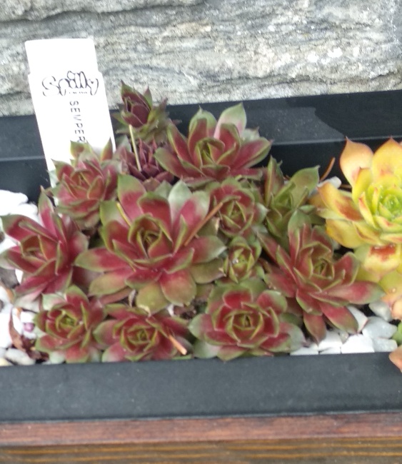 Sempervivum  bordeaux .jpeg